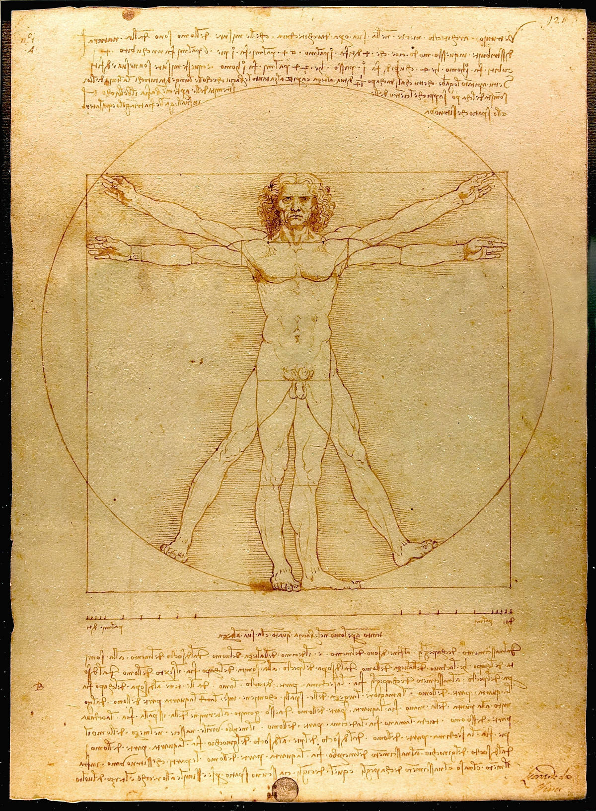 De mens van Vetrivius Da Vinci, maatstaf van alle dingen